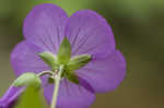 Wild geranium